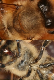 Brust (Thorax) der Honigbiene